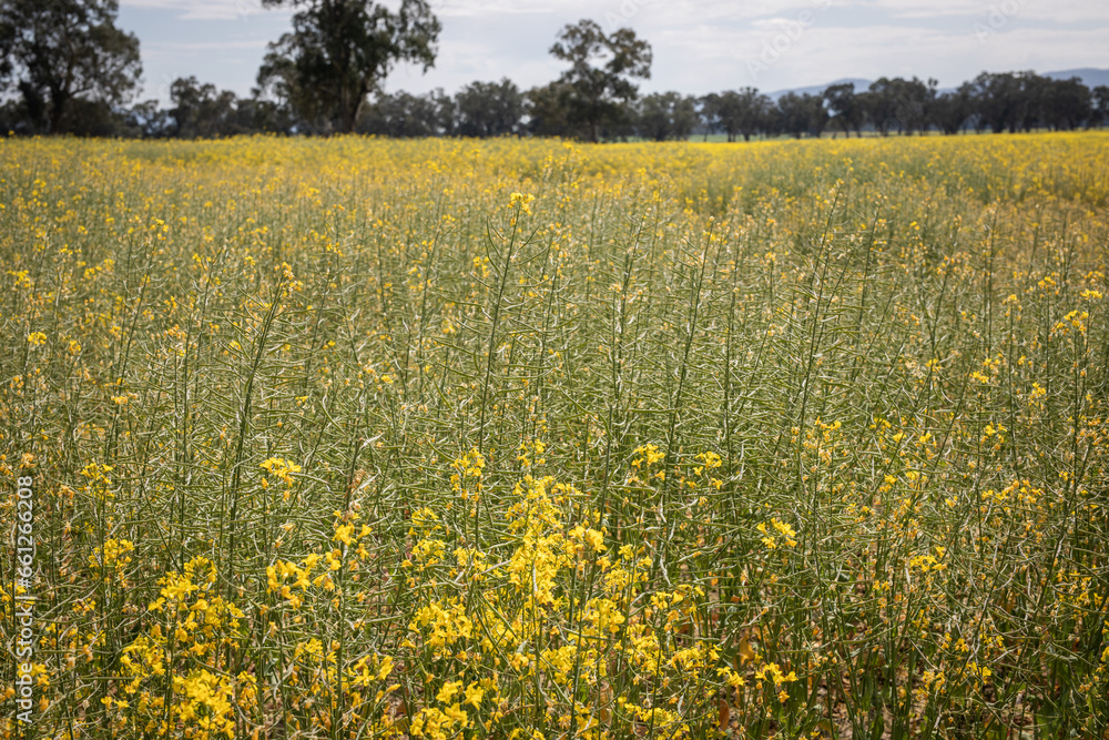 Obraz premium Canola field