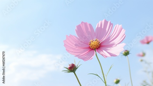 a pink cosmos blossom in profile against a background of white sky.