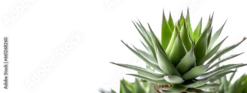 close-ups of aloe vera plant on white background with copy space. 