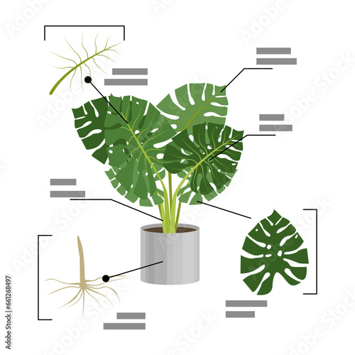 Anatomy or structure of Monstera vector illustration. Cartoon drawing of leaf, stem and roots of plant in flowerpot with information. Nature, home garden, houseplants, botany concept