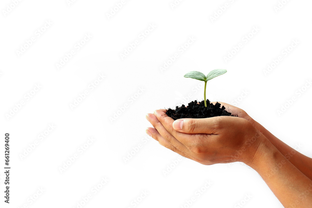 Hand holding plant on isolated white background. Hand holding plant on isolated white background.