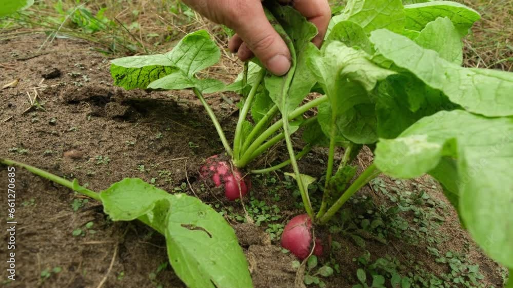 Mowing camera toward large red radish growing row of sandy soil in the organic garden. Mowing camera toward large red radish growing row of sandy soil in the organic garden.