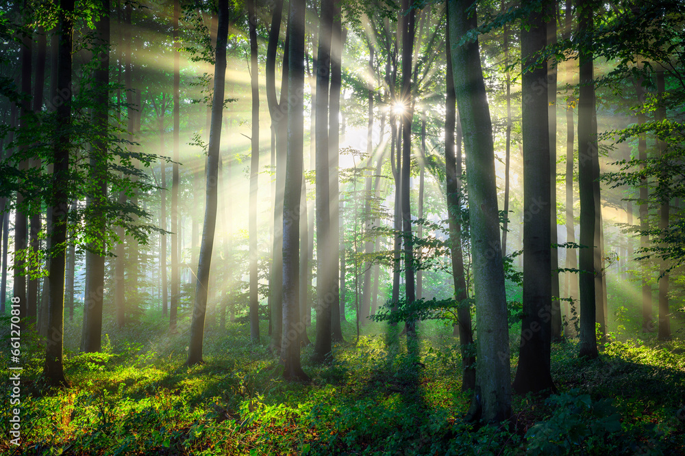 Obraz premium Sunny morning in the forest