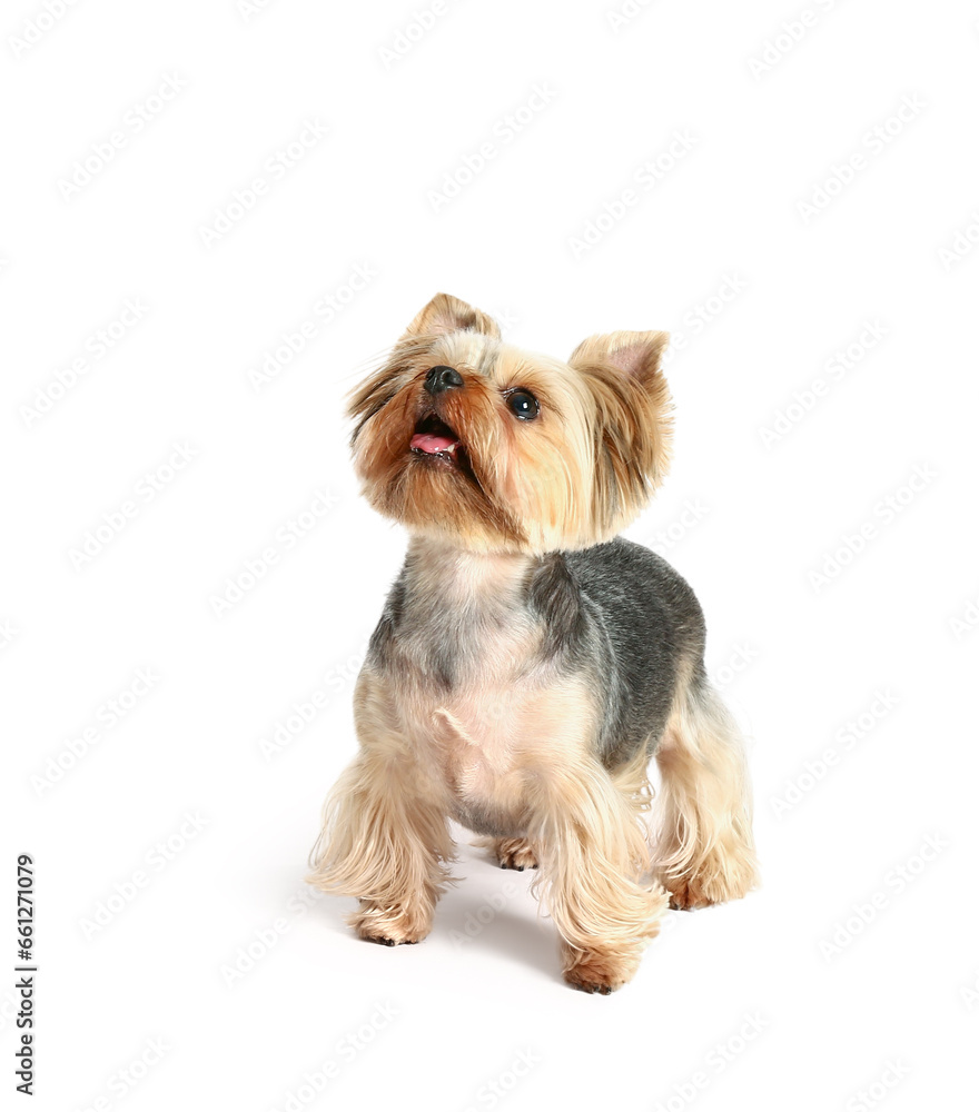 Cute small Yorkshire terrier dog isolated on white background Cute small Yorkshire terrier dog isolated on white background