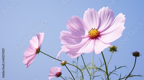 A white sky serves as the backdrop for a profile of a pink cosmos blossom.