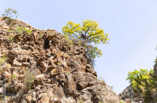 A lonely  tree grows on the crest of a stone hill on the bank of a Zavitan stream in Yehudia National Natural Park in northern Israel photo