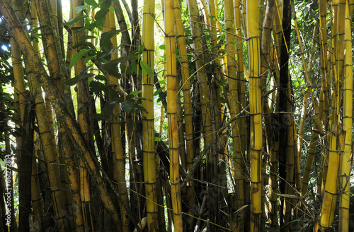 Bamboo.Bambuzal located on the way to the Feiticeira waterfall on Ilha Grande in the state of Rio de Janeiro.