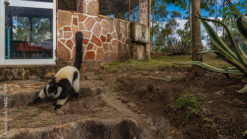 Charming lemur vari Varecia variegata is sitting on the stone steps. Fluffy black and white fur, bright orange eyes. The tail is raised. Madagascar. Lemur Island.  Andasibe.  Nosy Soa Park photo