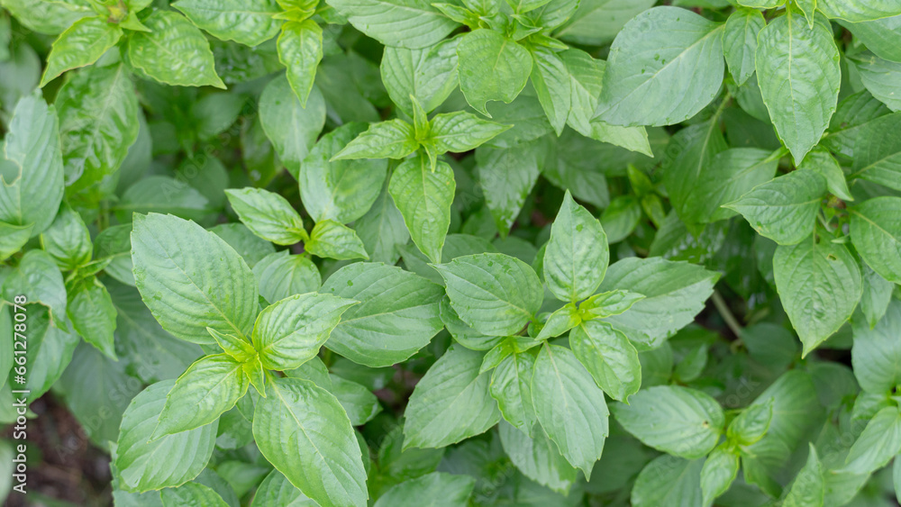 agriculture, aroma, aromatic, basil, basilic, botanical, botany, closeup, cook, cooking, crop, detail, farm, flora, foliage, food, freshness, garden, growth, harvest, health, healthy, herb, herbal, in agriculture, aroma, aromatic, basil, basilic, botanical, botany, closeup, cook, cooking, crop, detail, farm, flora, foliage, food, freshness, garden, growth, harvest, health, healthy, herb, herbal, in