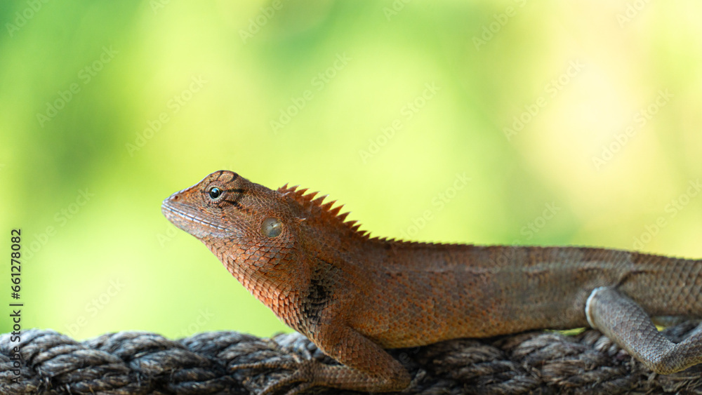 Fototapeta premium Male chameleon in the tropics. Lie on the rope. Background of blurred green leaves of forest.