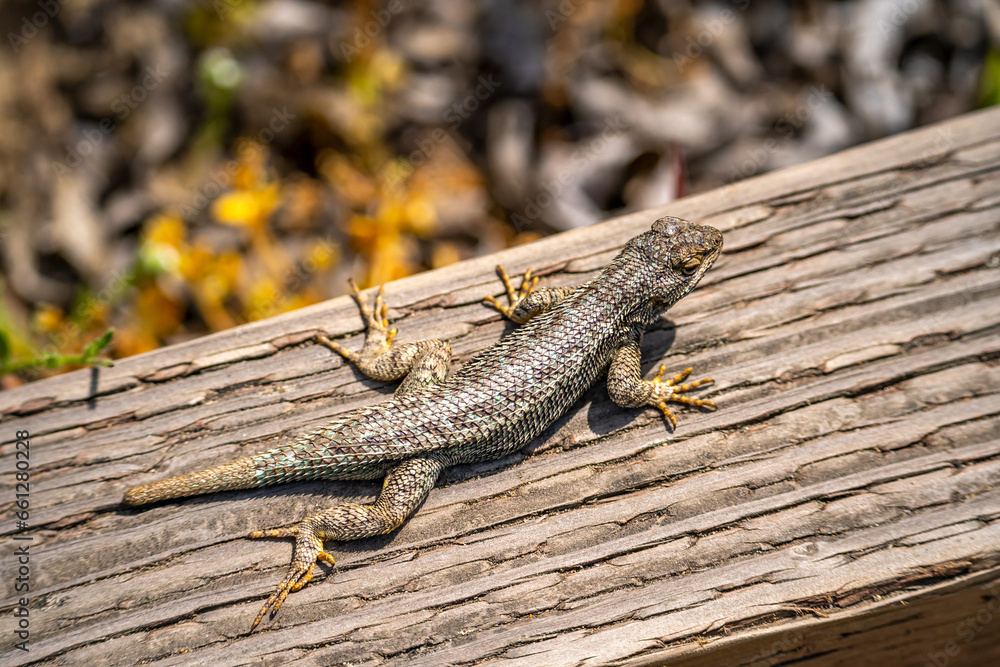 Eastern Fence Lizard (Sceloporus undulatus) Eastern Fence Lizard (Sceloporus undulatus)