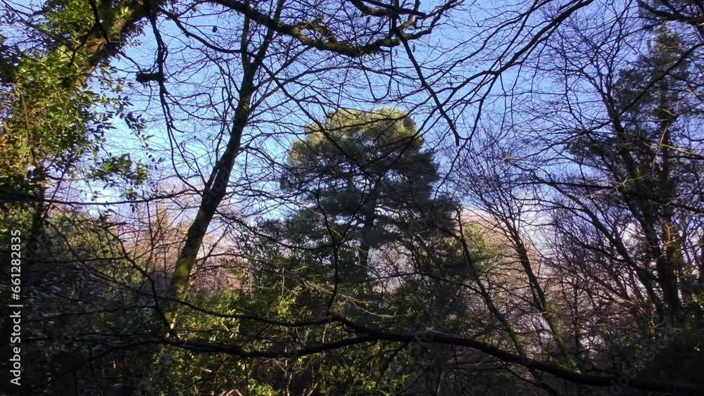 Forest canopy in winter in Ireland with cold blue sky Forest canopy in winter in Ireland with cold blue sky