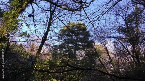Wallpaper Mural Forest canopy in winter in Ireland with cold blue sky Torontodigital.ca