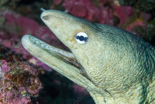 A close up of a grey moray eel, Gymnothorax nubilus, in the Poor Knights marine preserve of New Zealand.