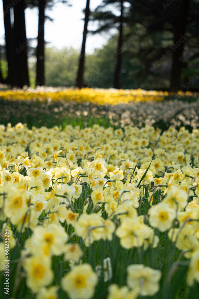 Obraz premium スイセン畑