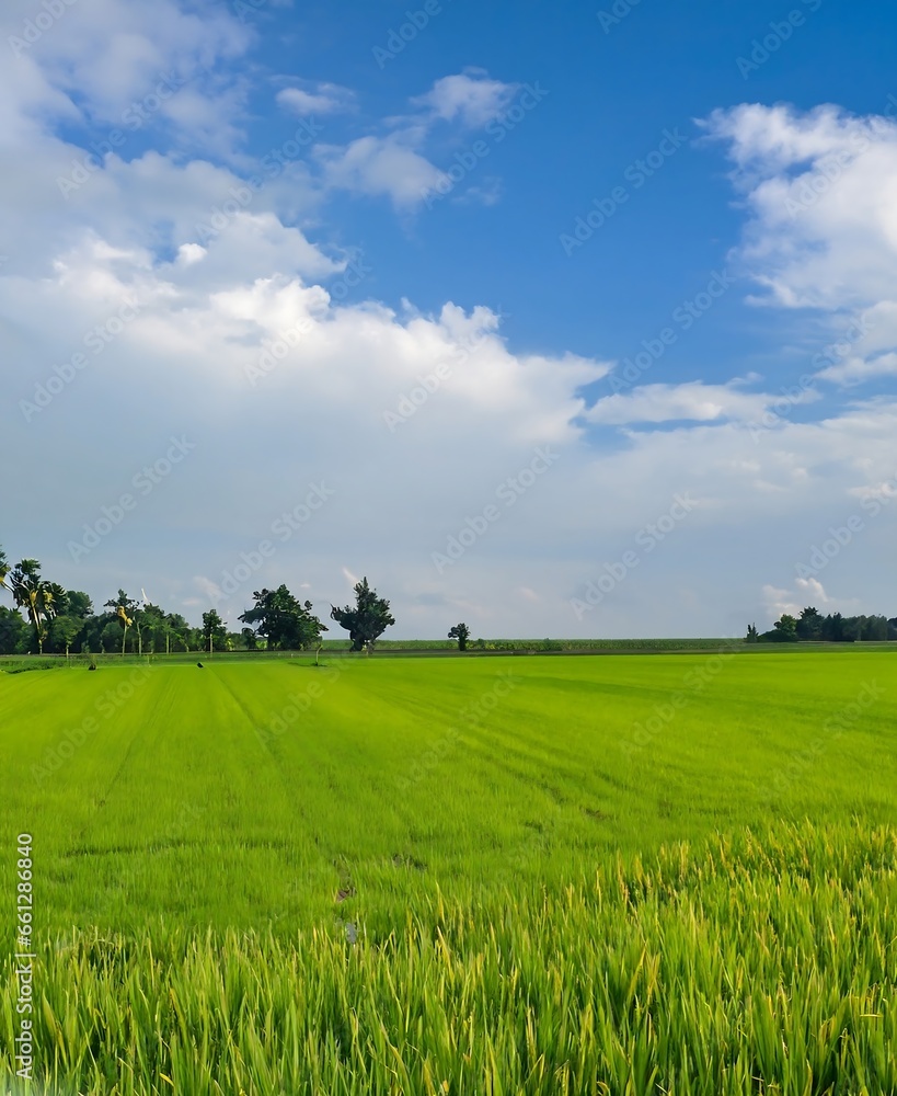 Scenic view of rice field against sky| Rice field after rain is beautifully in upcountry landscape Photo Scenic view of rice field against sky| Rice field after rain is beautifully in upcountry landscape Photo