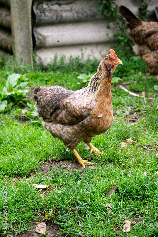 Beautiful purebred chicken with a tuft. Beautiful purebred chicken with a tuft.