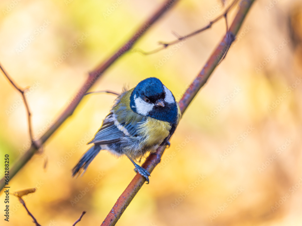 Naklejka premium Cute bird Great tit, songbird sitting on the branch with blurred background