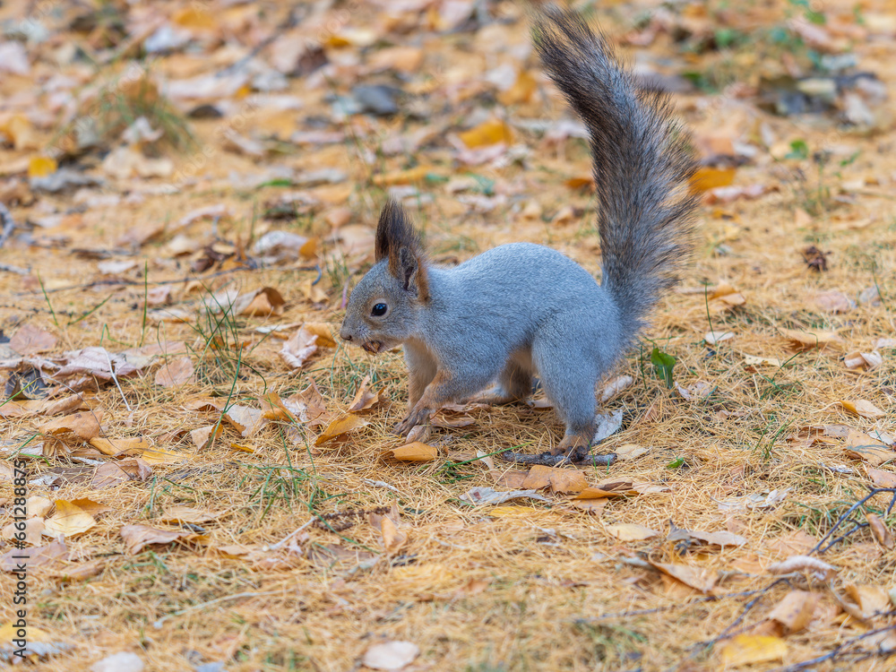 Autumn squirrel with nut sits on green grass with fallen yellow leaves Autumn squirrel with nut sits on green grass with fallen yellow leaves