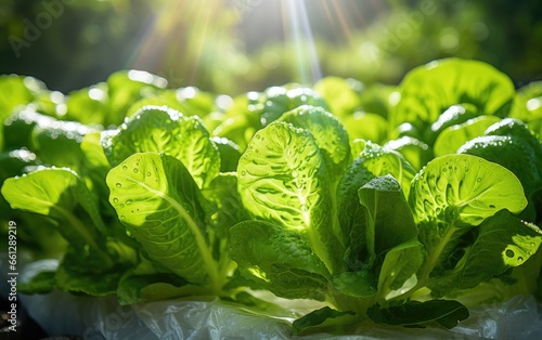 Green veggie in greenhouse,...