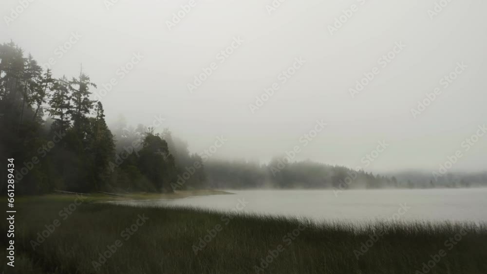 Flying backwards over reeds on a misty marsh, low visibility on a dark. cloudy day - Aerial view Flying backwards over reeds on a misty marsh, low visibility on a dark. cloudy day - Aerial view