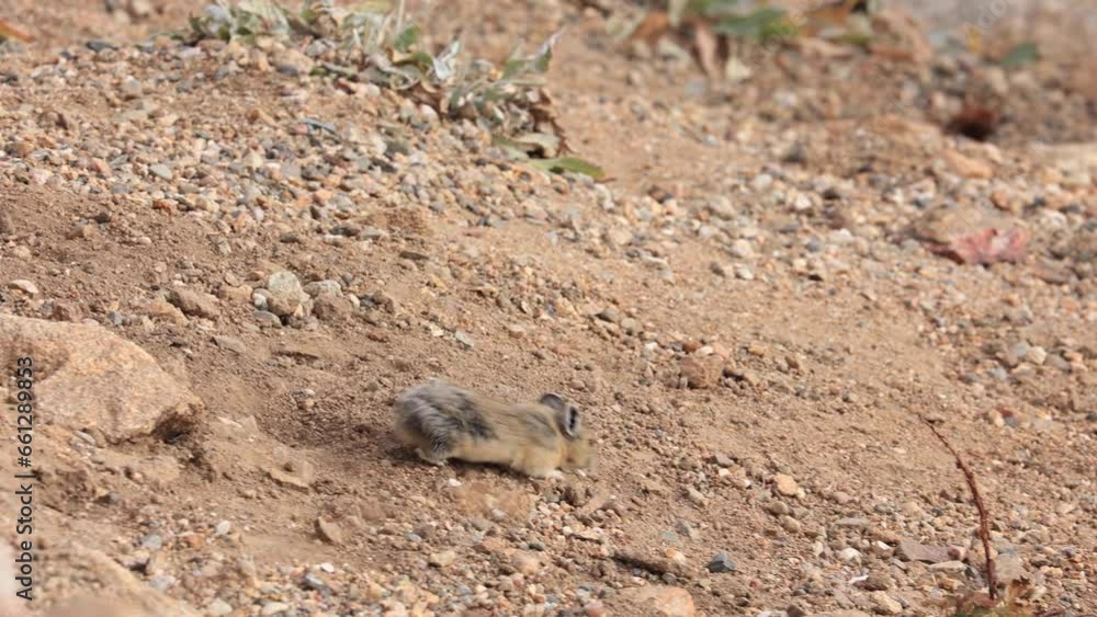 Rodent in Rocky Mountain National Park, Colorado Wildlife Rodent in Rocky Mountain National Park, Colorado Wildlife