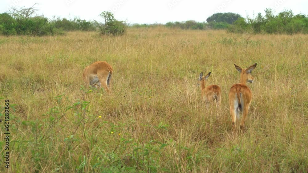 Antelopes in Queen Elizabeth Park, Uganda in Africa Antelopes in Queen Elizabeth Park, Uganda in Africa