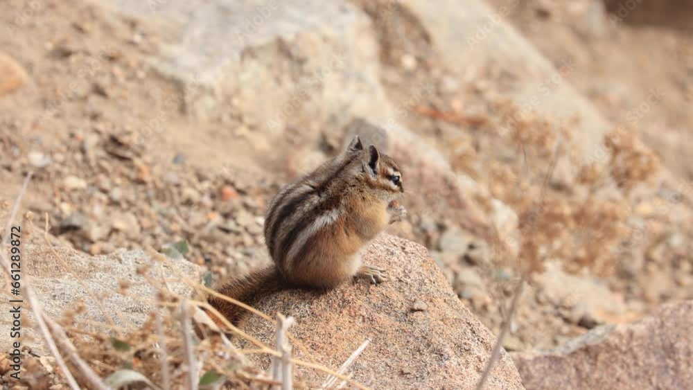 Chipmunk Eating a Nut in Rocky Mountain National Park, Estes Park Colorado