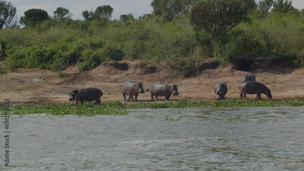 Group of hippos on river banks, Queen Elizabeth National Park in Uganda Group of hippos on river banks, Queen Elizabeth National Park in Uganda