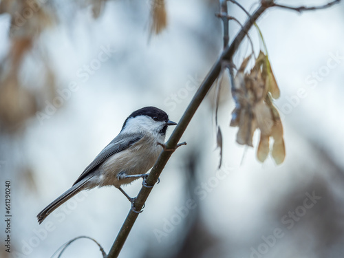 Cute bird The willow tit, song bird sitting on a branch with bright green background. The willow tit, lat. Poecile montanus.