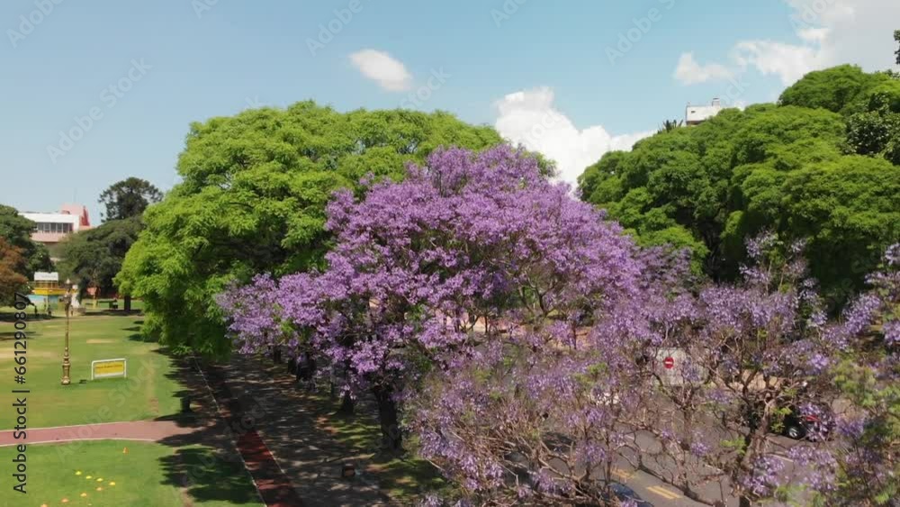Sunny Buenos Aires Avenue: A Tree-Adorned Thoroughfare with Steady Traffic Sunny Buenos Aires Avenue: A Tree-Adorned Thoroughfare with Steady Traffic