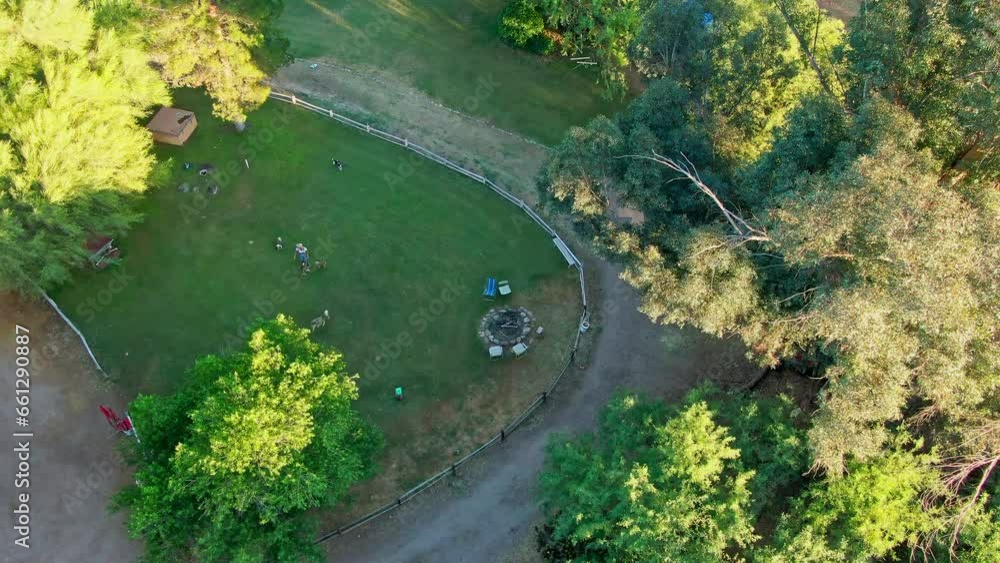 Aerial top down view, woman plays with dogs in park, autumn colored tres Aerial top down view, woman plays with dogs in park, autumn colored tres
