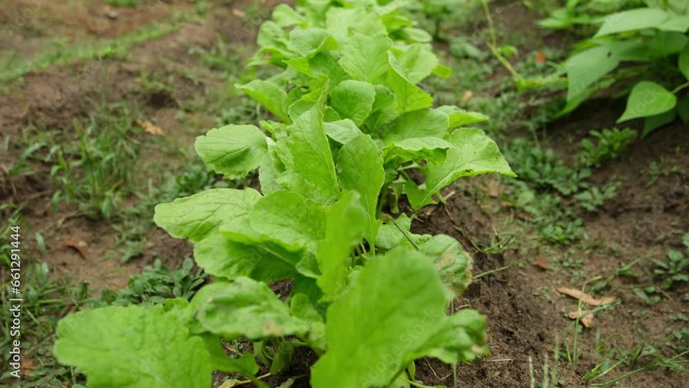 Mowing camera forward above row ow organic radish growing in vegetable garden in sandy soil. Mowing camera forward above row ow organic radish growing in vegetable garden in sandy soil.