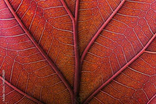 autumn leaf texture close u...