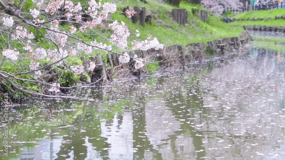 slow motion of cherry blossoms blooming along the river bank and fantastic petals is falling.
slow motion of cherry blossoms blooming along the river bank and fantastic petals is falling.