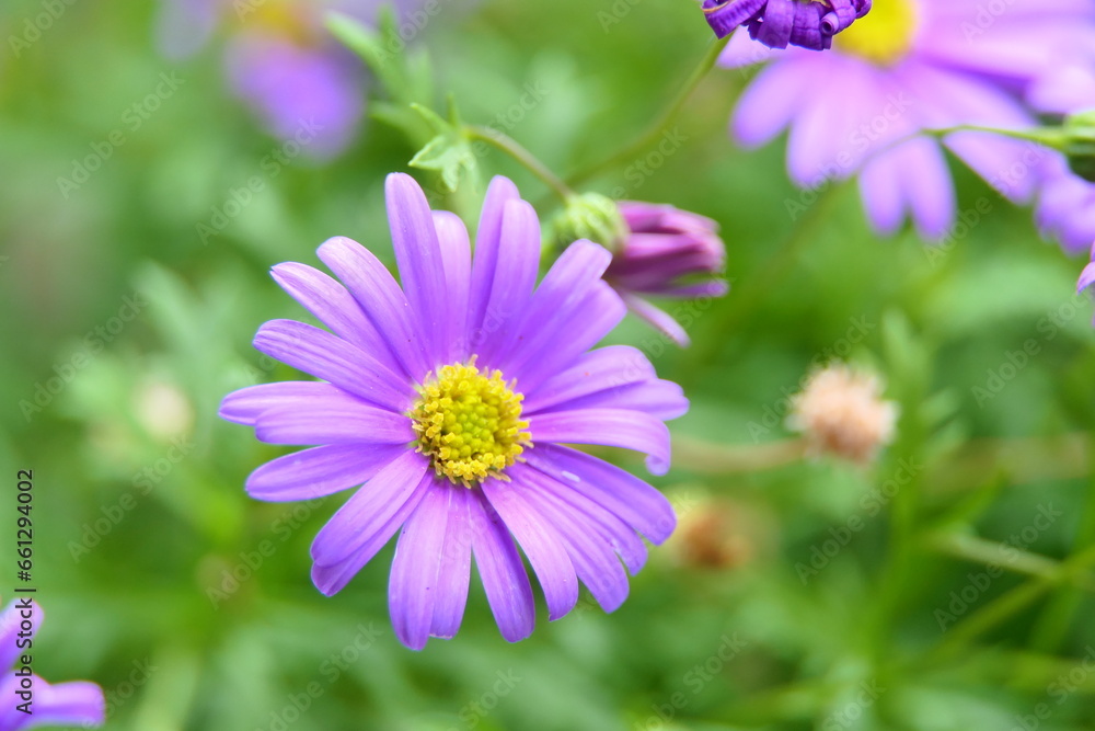 Schönheit im Garten, beauty in garden, beautiful blossoms Schönheit im Garten, beauty in garden, beautiful blossoms