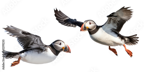 Atlantic puffin isolated on transparent background,transparency,set of Atlantic puffin bird isolation 