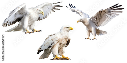 Set of white eagles isolated on transparent background,transparency 
