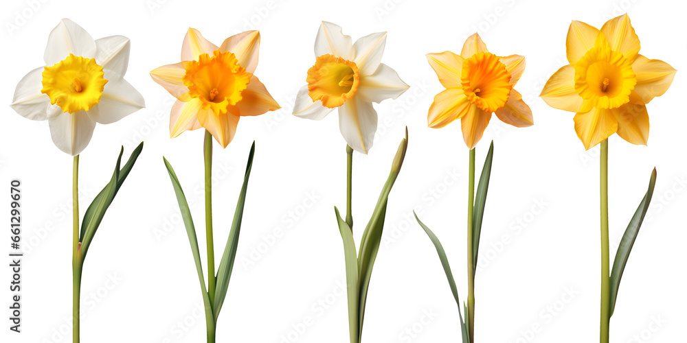 set of beautiful yellow daffodil flowers, isolated over a transparent background, cut-out floral, perfume / essential oil, romantic wildflower or garden design elements PNG