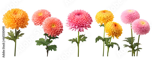 set of beautiful colourful chrysanthemum flowers, isolated over a transparent background, cut-out floral, perfume / essential oil, romantic wildflower or garden design elements PNG photo