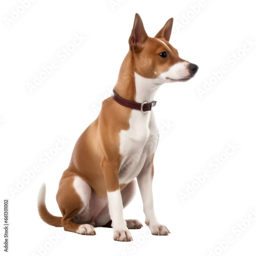 basenji isolated on transparent background,transparency 