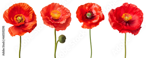 set of beautiful red poppy flowers, isolated over a transparent background, cut-out floral, perfume / essential oil, romantic wildflower or garden design elements PNG
