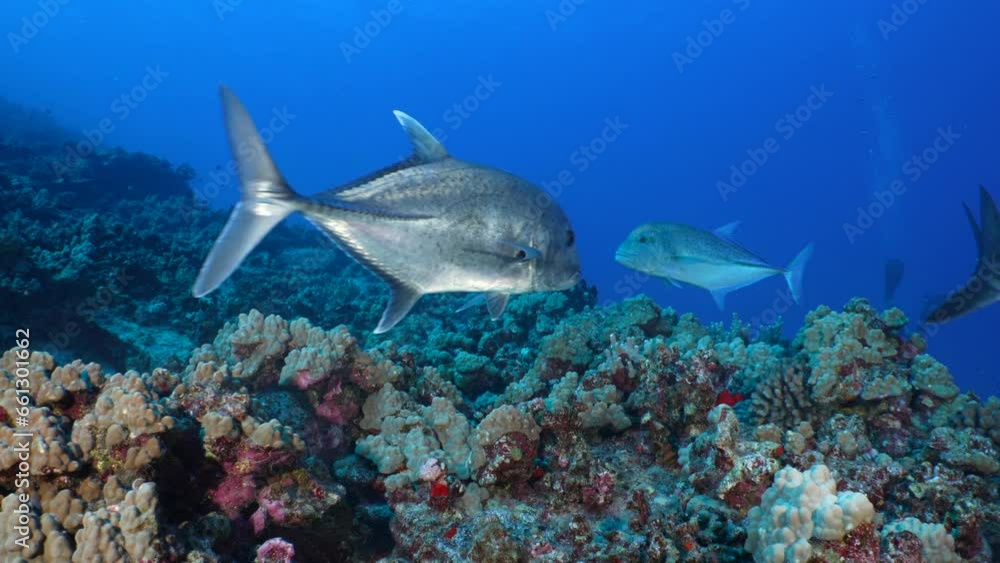 Giant trevally swim actively around a Hawaiian rocky tropical reef in the clear blue ocean. A white tip reef shark occasionally swims with them. Giant trevally swim actively around a Hawaiian rocky tropical reef in the clear blue ocean. A white tip reef shark occasionally swims with them.
