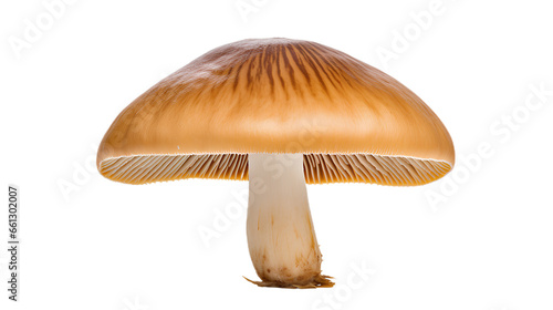 Mushroom vegetable. Front view. Isolated on Transparent background.