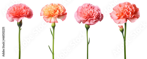 set of beautiful pink carnations flowers, isolated over a transparent background, cut-out floral, perfume / essential oil, romantic wildflower or garden design elements PNG © sam