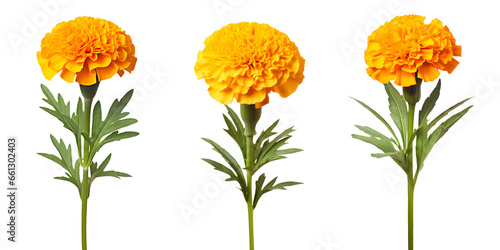 set of beautiful yellow marigold flowers, isolated over a transparent background, cut-out floral, perfume / essential oil, romantic wildflower or garden design elements PNG © sam