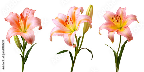 Fototapeta Naklejka Na Ścianę i Meble -  set of beautiful lily flowers, isolated over a transparent background, cut-out floral, perfume / essential oil, romantic wildflower or garden design elements PNG
