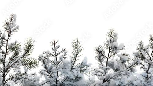 Pine Tree Branches Coated in Winter Snow Isolated on Transparent or White Background, PNG