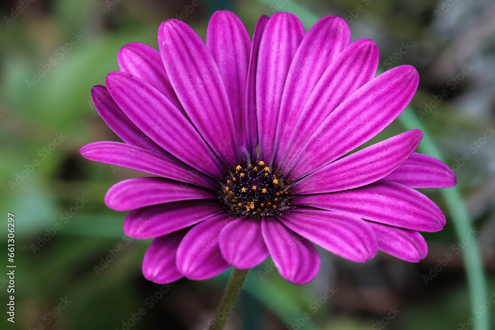 Obraz premium Small cape marigold during summer