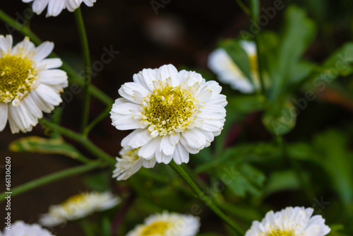 A beautiful white flower called Fever Few.